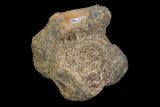 Bargain, Fossil Hadrosaur Bone - Aguja Formation, Texas #116507-1